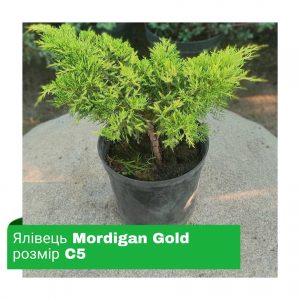 Ялівець Mordigan Gold