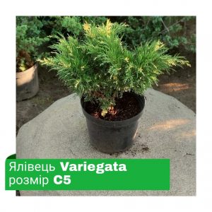 Ялівець Variegata