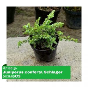 Ялівець Juniperus conferta Schlager