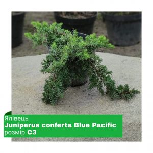 Ялівець Juniperus conferta Blue Pacific