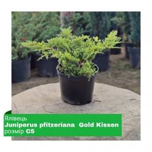 Ялівець Juniperus pfitzeriana Gold Kissen