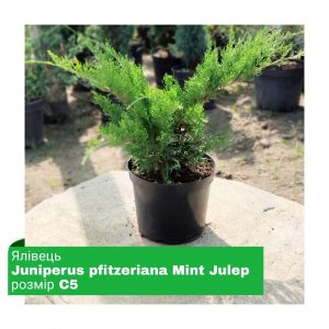 Ялівець Juniperus pfitzeriana Mint Julep
