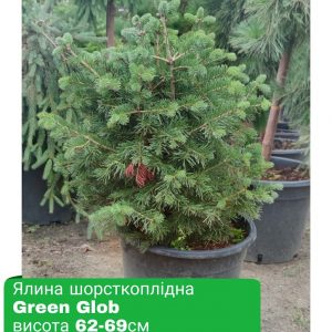 Ялина шорсткоплідна Green Glob