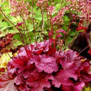 Гейхера (Heuchera)