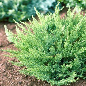 Ялівець Tamariscifolia