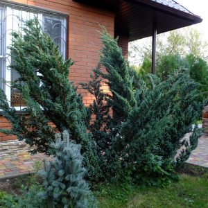 Ялівець Meyeri