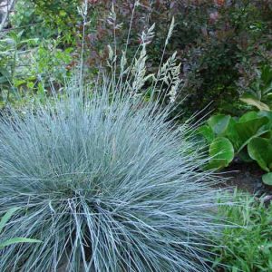 Вівсяниця сиза (Festuca Glauca)