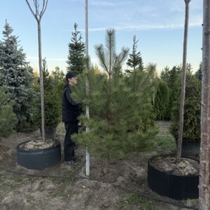 Сосна Кримська 'Pallasiana'