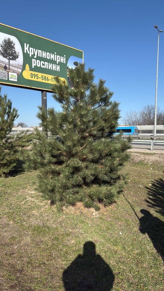 Сосна "Нігра"