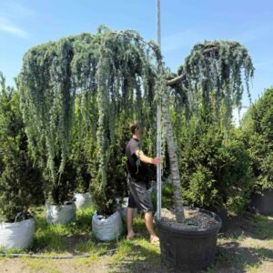 Кедр Глаука Пендула  'Glauca pendula'