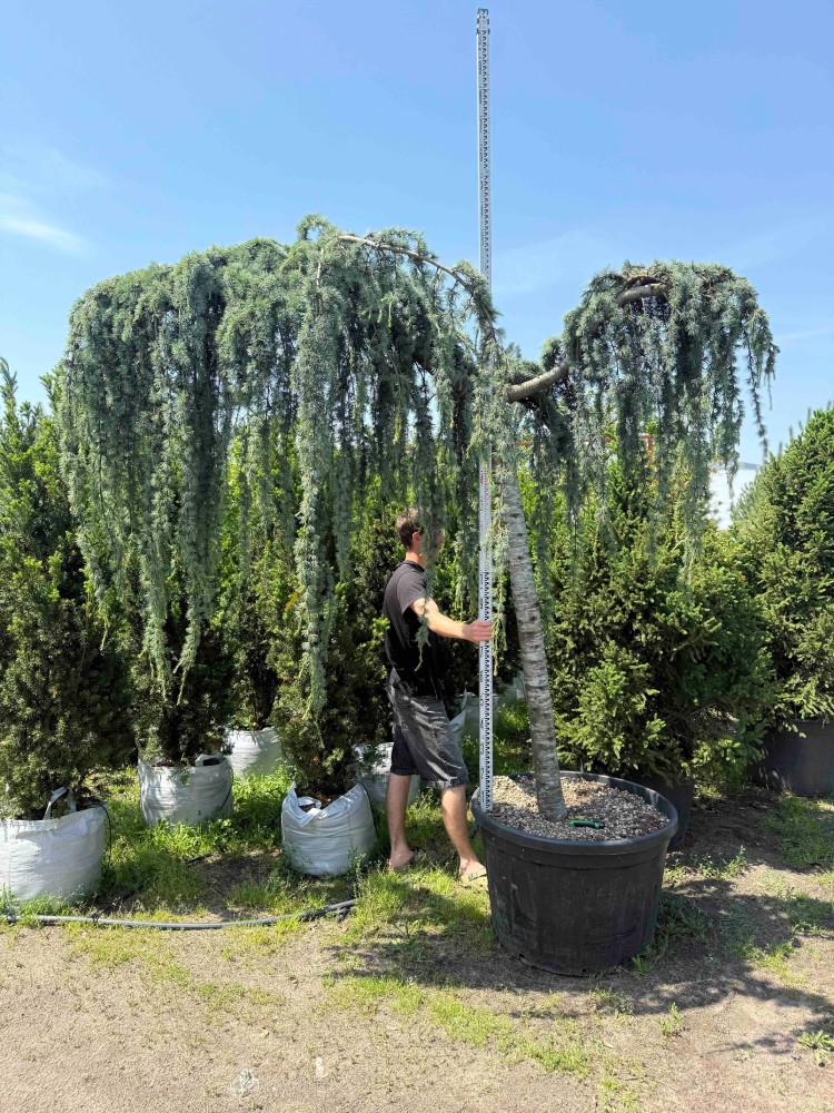 Кедр Глаука Пендула  'Glauca pendula'