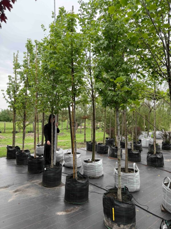 Liquidambar Cмолоносний