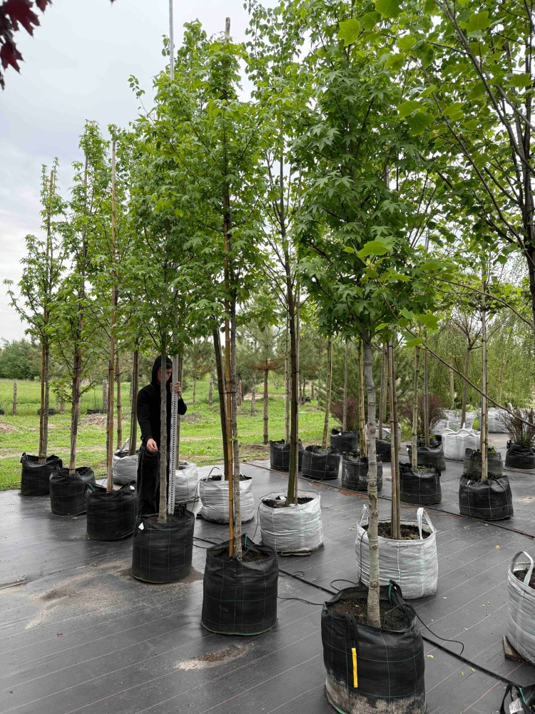 Liquidambar Cмолоносний