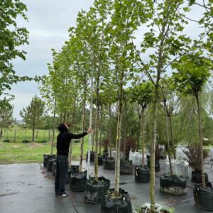 Ліріодендрон Liriodendron