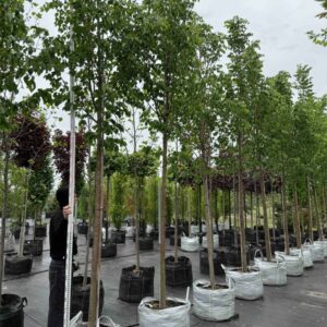 Липа  Грінспаєр 'Greenspire'