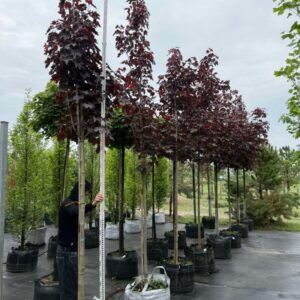 Клен гостролистий Роял Ред  'Poyal Red'