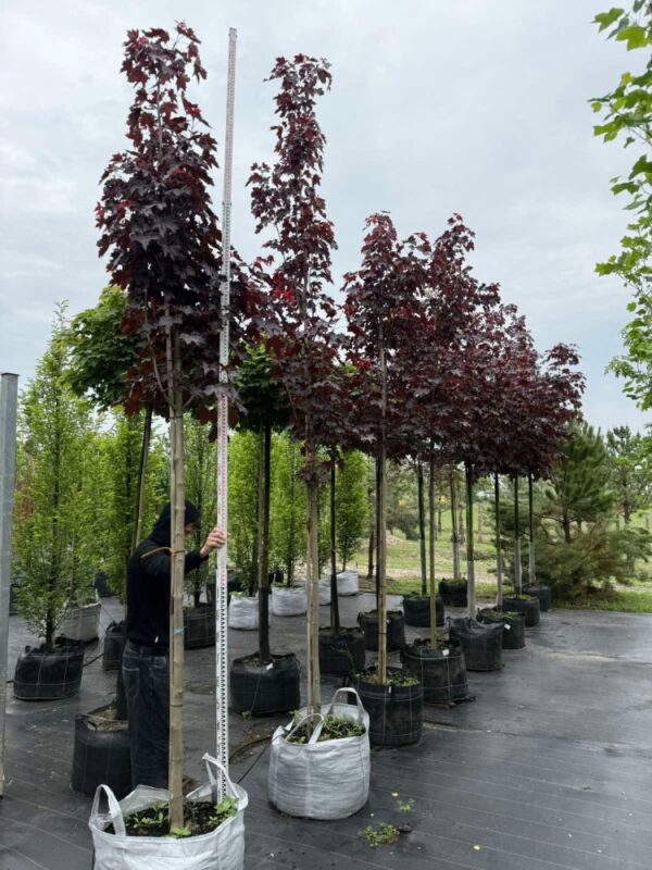 Клен гостролистий "Poyal Red"