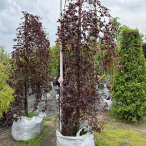Бук  Пурпуреа Пандюла 'Purpurea Pendula'