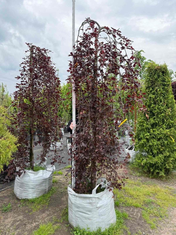 Бук "Purpurea Pendula"