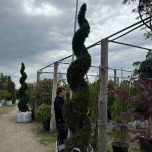 Туя західна Смарагд спіраль ‘Smaragd’ spiral