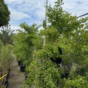 Гінкго Білоба Ginkgo 'Biloba'