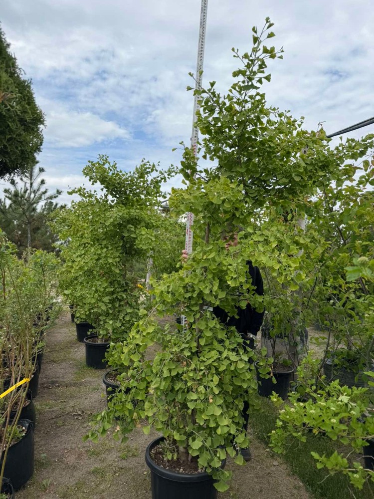 Ginkgo "Biloba"
