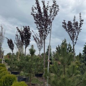 Сакура Роял Бургунді  'Royal Burgundy '