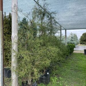 Туя Філіформіс 'Filiformis'