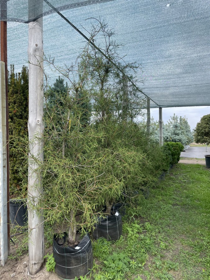 Туя Філіформіс 'Filiformis'