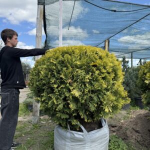 Туя Санкіст Бол 'Sunkist ball'
