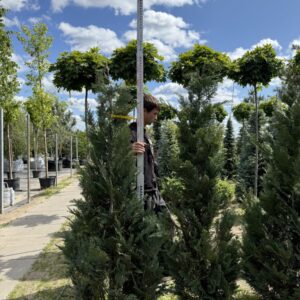 Кіпарисовик Лавсона Колумнаріс 'lawsoniana Columnaris’