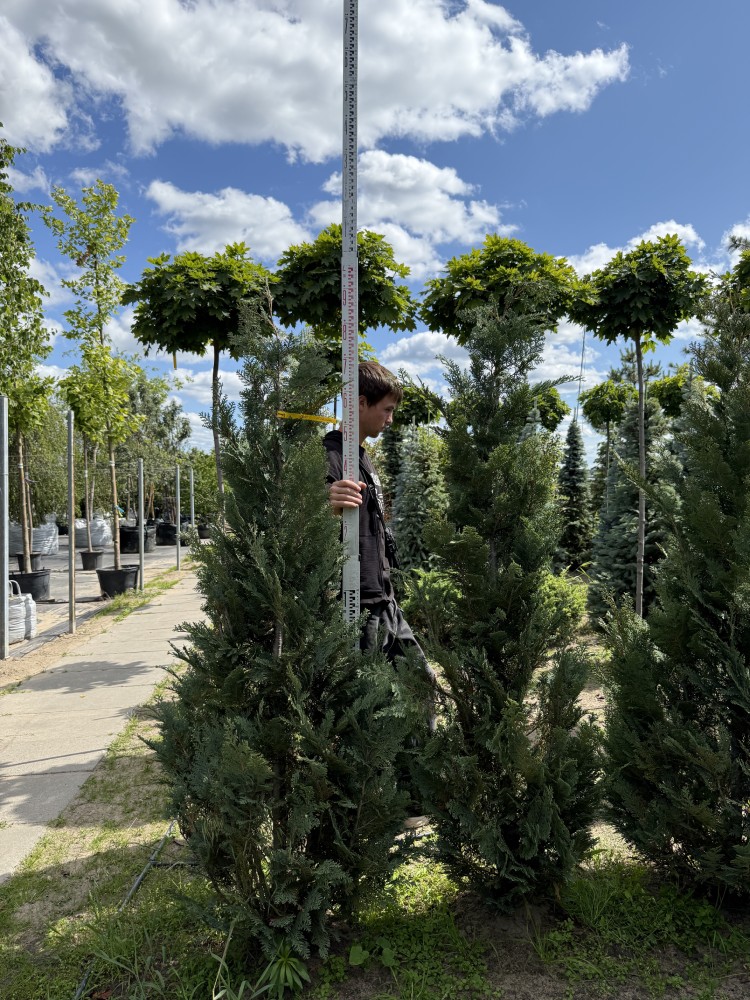 Кіпарисовик lawsoniana "Columnaris"
