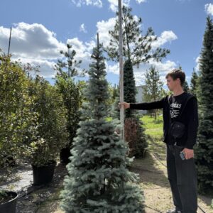Ялина Глаука  'Glauca'