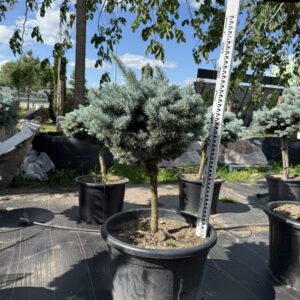 Ялина Глаука Глобоза 'Glauca Globosa'