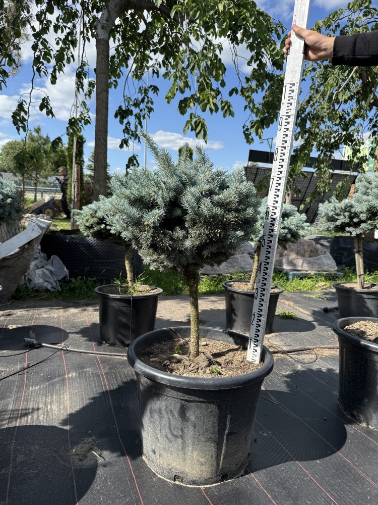 Ялина Глаука Глобоза 'Glauca Globosa'