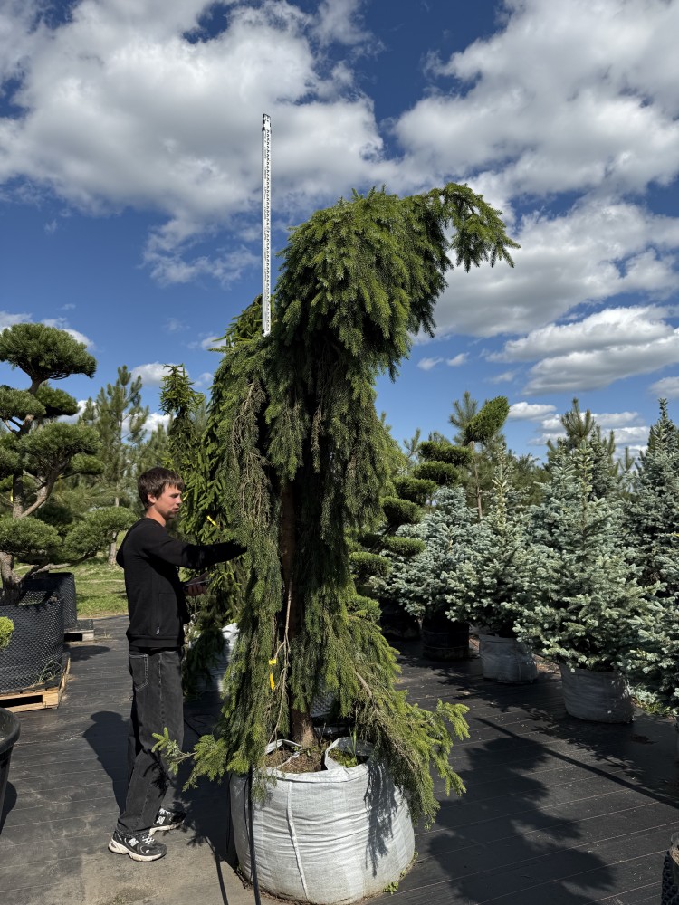 Ялина Оморика Пендула  'Omorika Pendula'