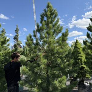 Сосна Кедрова 'Cembra '