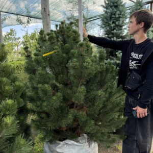 Сосна Колумнаріс 'Columnaris'
