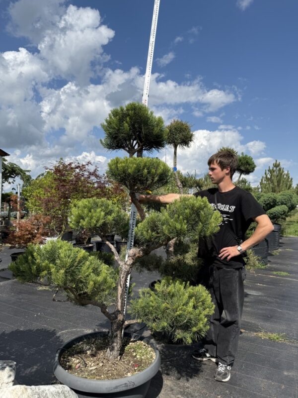 Сосна Сільвестрія Бонсай  "Sylvestris BONSAI"