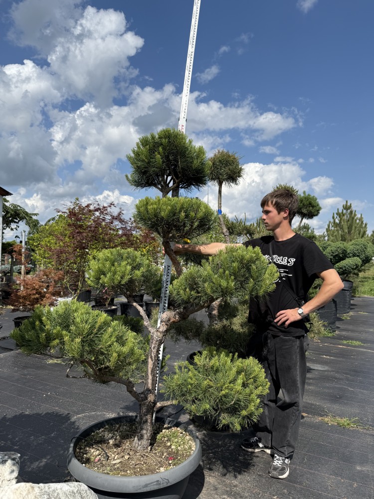 Сосна Сільвестрія Бонсай  "Sylvestris BONSAI"