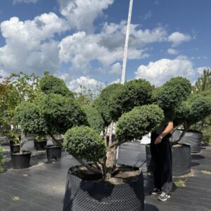 Ялівець Блу Альпс Бонсай "Blue Alps BONSAI"
