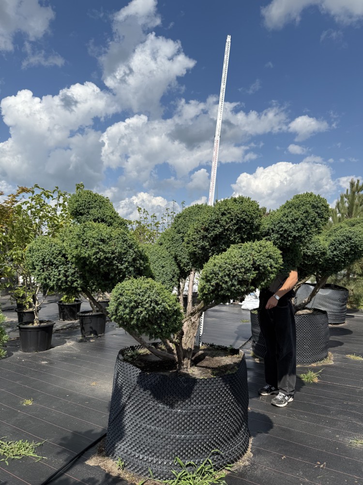 Ялівець Блу Альпс Бонсай "Blue Alps BONSAI"