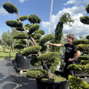 Ялівець Курівао Голд Бонсай  "Kuriwao Gold BONSAI"