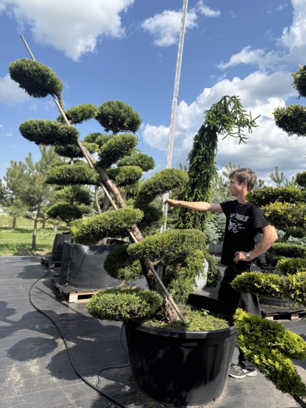 Ялівець Курівао Голд Бонсай  "Kuriwao Gold BONSAI"