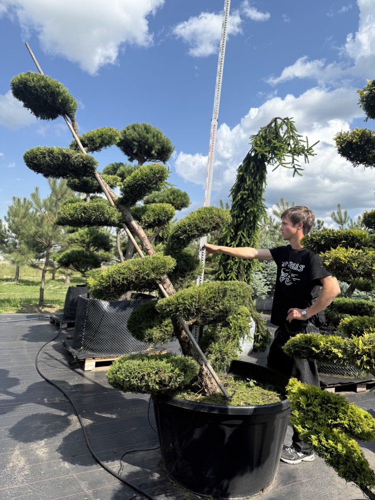 Ялівець Курівао Голд Бонсай  "Kuriwao Gold BONSAI"