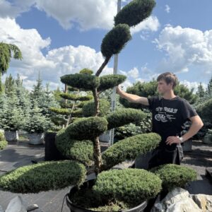 Ялівець Хецзі Бонсай  "Hetzii BONSAI"