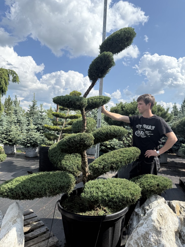Ялівець Хецзі Бонсай  "Hetzii BONSAI"