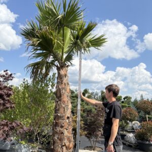 Пальма Вашингтонія  'Washingtonia'