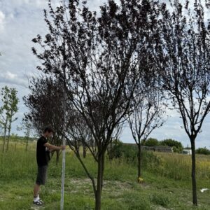 Слива червонолиста  Піссарді 'Pissardii'